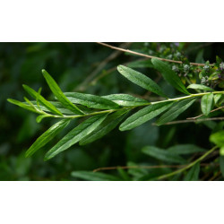 BUDLEJA SKRĘTNOLISTNA