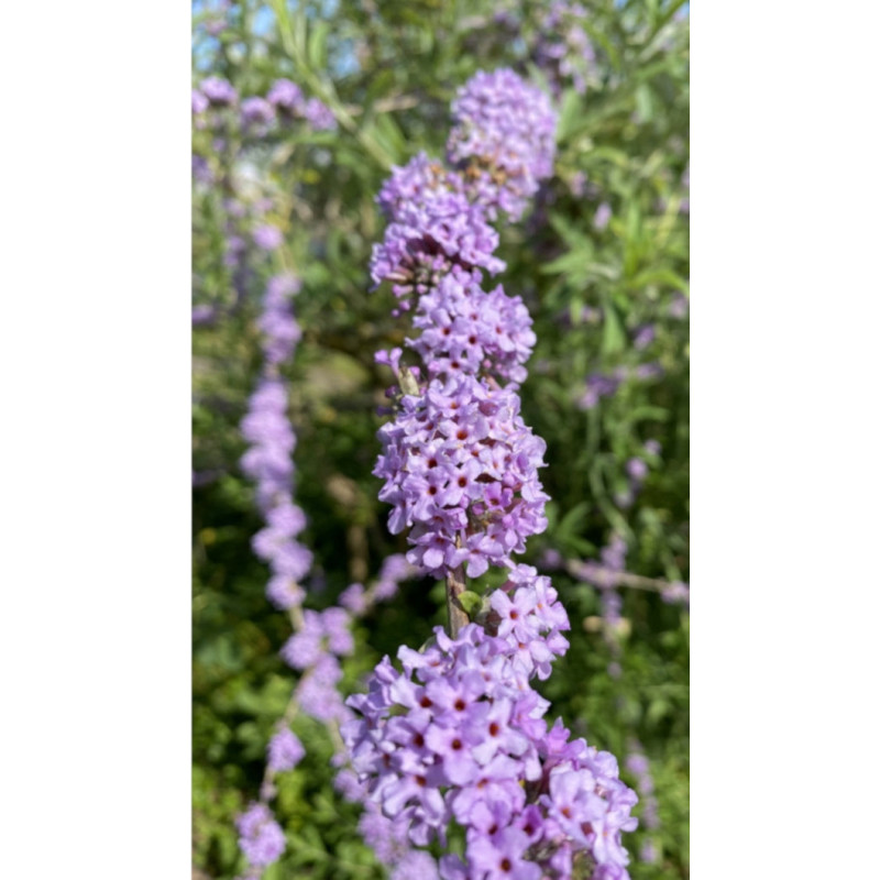 BUDLEJA SKRĘTNOLISTNA