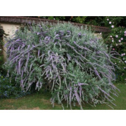 BUDLEJA SKRĘTNOLISTNA