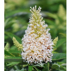 BUDLEJA BUTTERFLY CANDY LITTLE WHITE