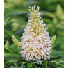 BUDLEJA BUTTERFLY CANDY LITTLE WHITE