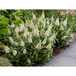 BUDLEJA BUTTERFLY CANDY LITTLE WHITE