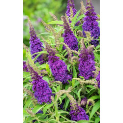 BUDLEJA BUTTERFLY CANDY LITTLE PURPLE