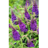BUDLEJA BUTTERFLY CANDY LITTLE PURPLE