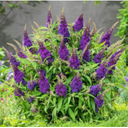 BUDLEJA BUTTERFLY CANDY LITTLE PURPLE