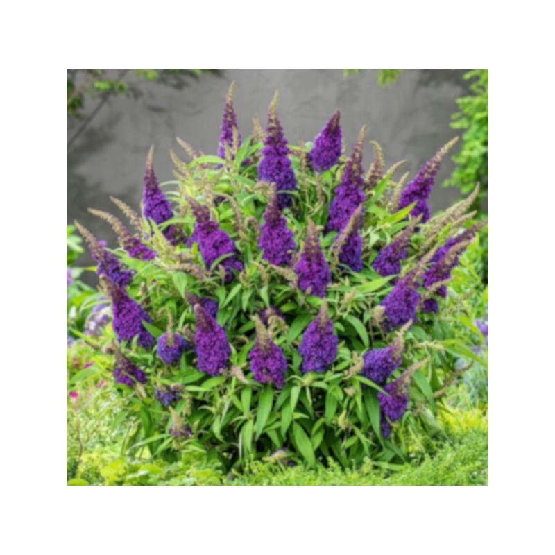 BUDLEJA BUTTERFLY CANDY LITTLE PURPLE