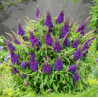 BUDLEJA BUTTERFLY CANDY LITTLE PURPLE