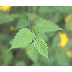 ZŁOTLIN JAPOŃSKI Pleniflora