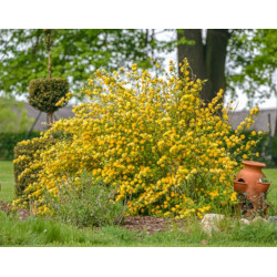 ZŁOTLIN JAPOŃSKI Pleniflora