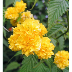 ZŁOTLIN JAPOŃSKI Pleniflora