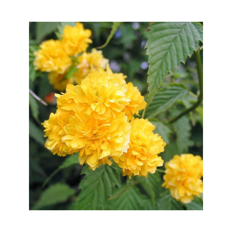 ZŁOTLIN JAPOŃSKI Pleniflora