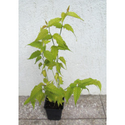 ZŁOTLIN JAPOŃSKI Pleniflora