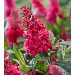 BUDLEJA BUTTERFLY CANDY LITTLE RUBY