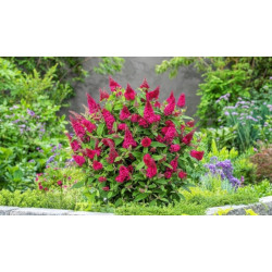 BUDLEJA BUTTERFLY CANDY LITTLE RUBY