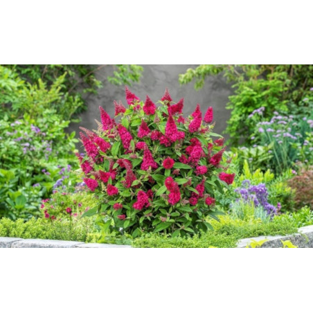 BUDLEJA BUTTERFLY CANDY LITTLE RUBY