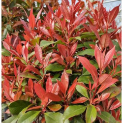 GŁOGOWNIK FRASERA Carre Rouge