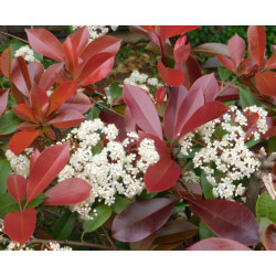 GŁOGOWNIK FRASERA Carre Rouge