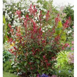 GŁOGOWNIK FRASERA Carre Rouge