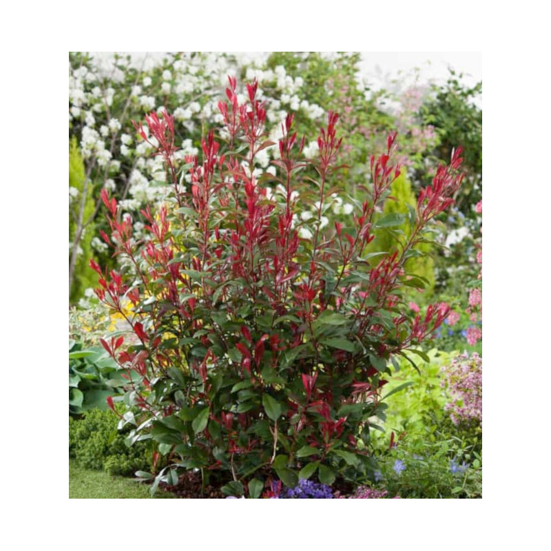 GŁOGOWNIK FRASERA Carre Rouge