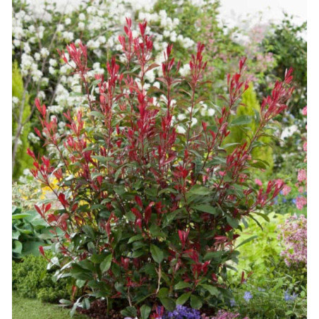 GŁOGOWNIK FRASERA Carre Rouge