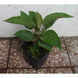 HORTENSJA KOSMATA Hot Chocolate