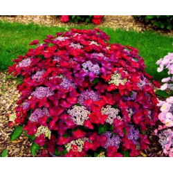 HORTENSJA OGRODOWA Rotschwanz