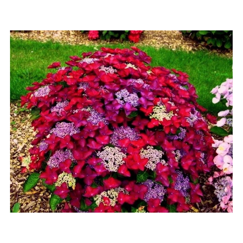 HORTENSJA OGRODOWA Rotschwanz