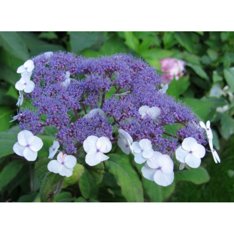 HORTENSJA KOSMATA Macrophylla