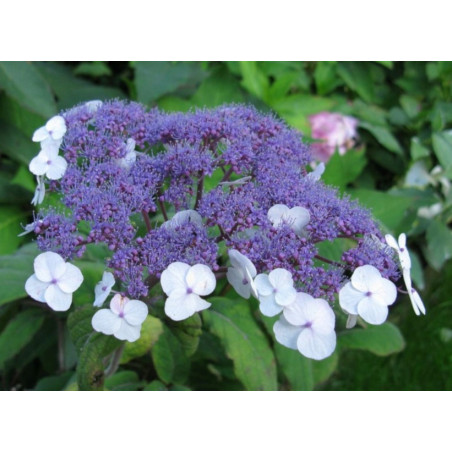 HORTENSJA KOSMATA Macrophylla