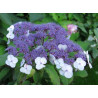 HORTENSJA KOSMATA Macrophylla