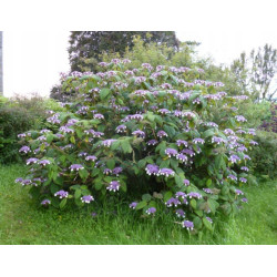 HORTENSJA KOSMATA Macrophylla