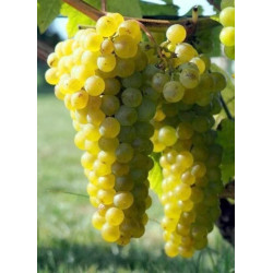 WINOROŚL SOLARIS Vitis