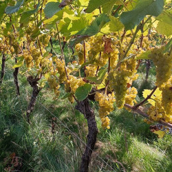 WINOROŚL SOLARIS Vitis