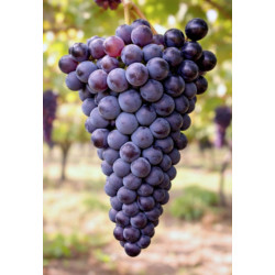 WINOROŚL LEON MILLOT Vitis