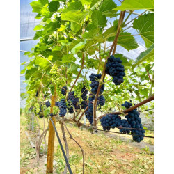 WINOROŚL LEON MILLOT Vitis