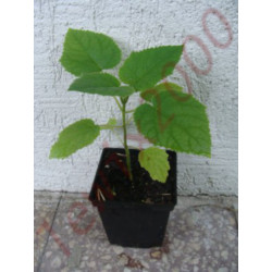 PAULOWNIA Cesarskie Drzewko Szczęścia