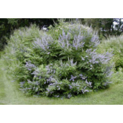 WITEKS Vitex negundo