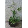 POWOJNIK PNĄCY Clematis