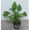 JEŻÓWKA MILKSHAKE
