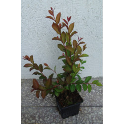 LAGERSTROEMIA MAGNIFICA RUBRA