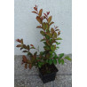 LAGERSTROEMIA MAGNIFICA RUBRA