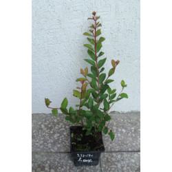 LAGERSTROEMIA WITH LOVE BABE