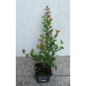 LAGERSTROEMIA WITH LOVE BABE