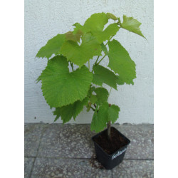 WINOROŚL SOLARIS Vitis
