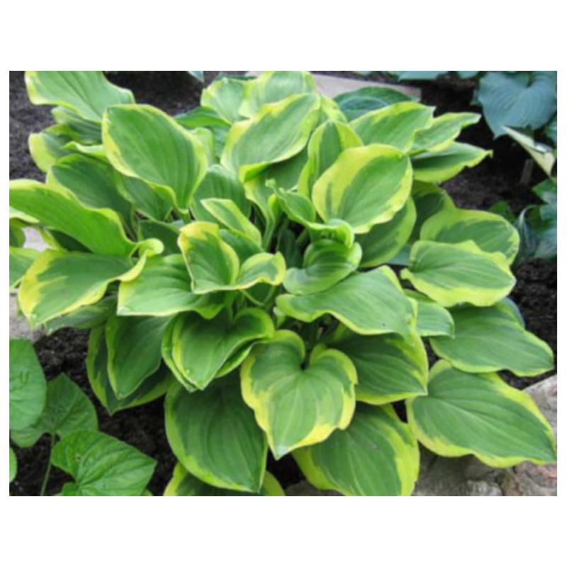 FUNKIA Golden tiara Hosta