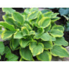 FUNKIA Golden tiara Hosta