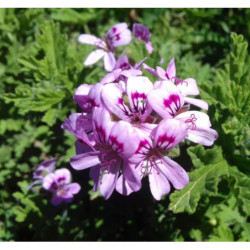 GERANIUM ANGINKA