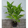 HORTENSJA Mariesii Grandiflora