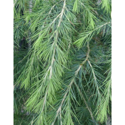 CEDR HIMALAJSKI CEDRUS