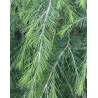 CEDR HIMALAJSKI CEDRUS